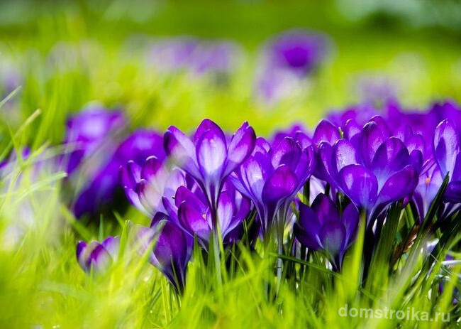 Сказочно красивая полянка из ярко фиолетовых крокусов