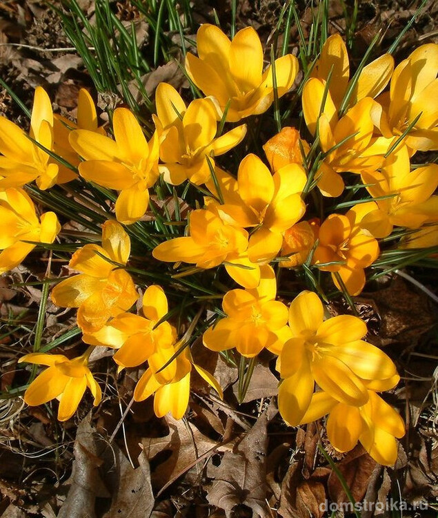 Яркие желтые крокусы - волшебное украшение вашего сада
