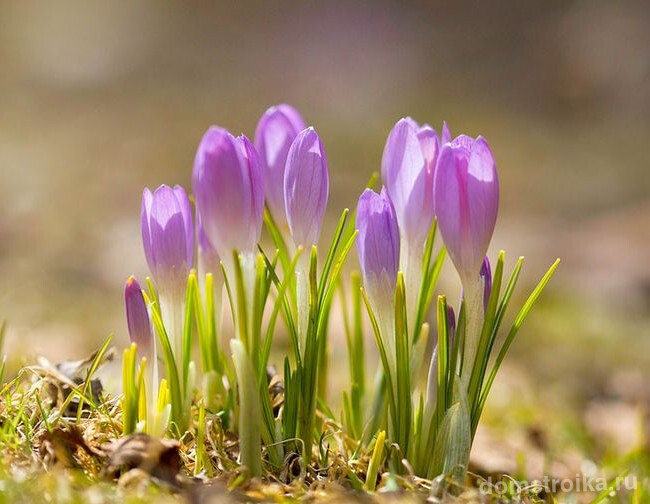 Крокусы - первые цветы весны