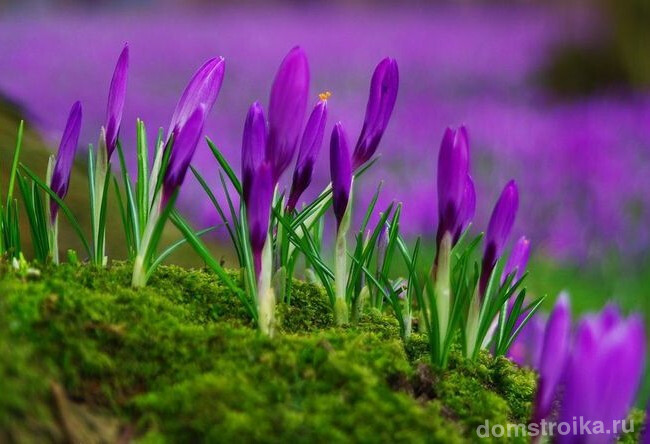 Вайолет Квин – невероятно красивые фиолетовые цветы