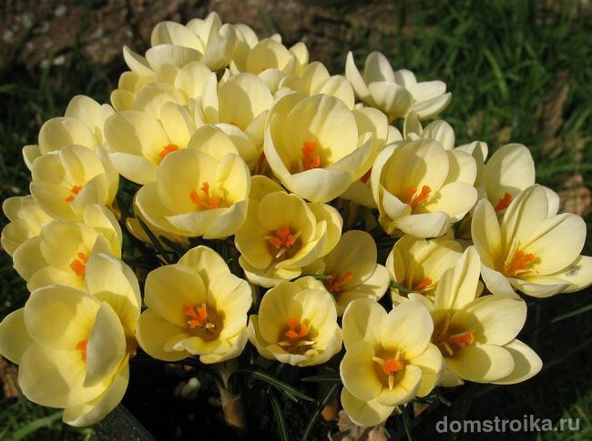 Чудесный букет из цветов крокуса Крим Бьюти