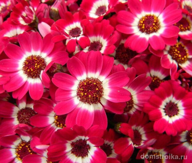 Красочно красивые мелкие цветки комнатной цинерарии