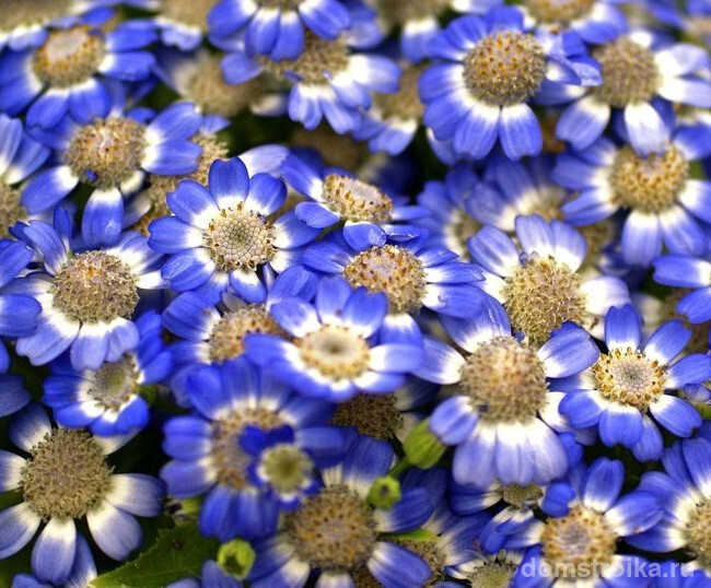 Милые цветки цинерарии приятного синего окраса