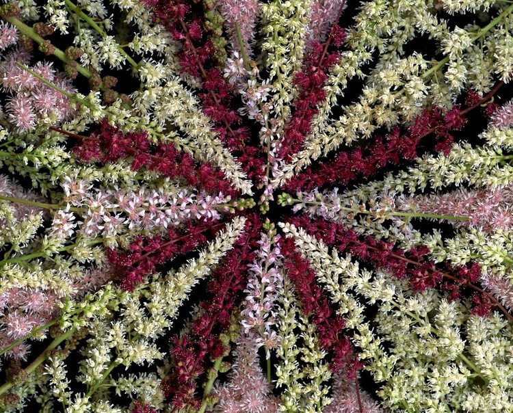 Разные сорта астильбы схожи строением соцветий, но высота растений бывает от нескольких сантиметров до двух метров, а цветы могут быть и белыми, и глубокого пурпурного цвета