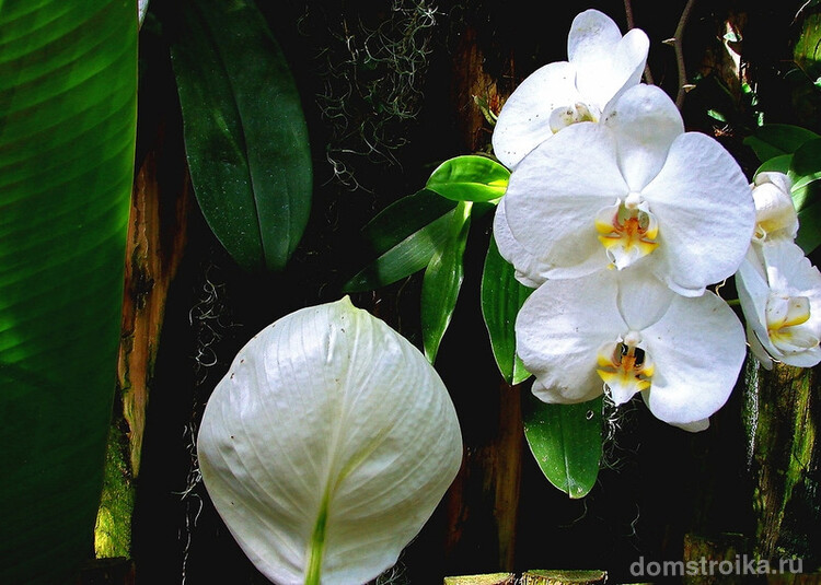Спатифиллум шикарно смотрится в компании с другими тропическими белыми цветами - орхидеей