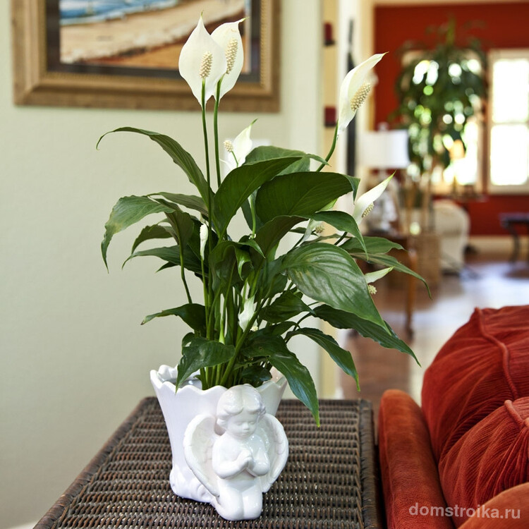Спатифиллум - теплолюбивое растение и не любит сквозняков, поэтому отлично чувствует себя в домашних условиях