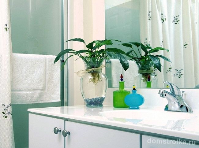 Спатифиллум - одно из немногих растений, подходящих для содержания в ванных комнатах. Но не следует забывать о достаточном освещении.