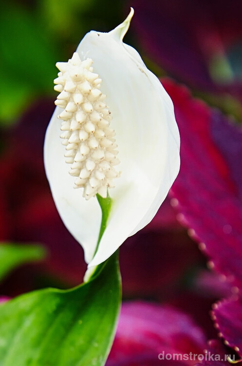 Выразительный ярко-белый цветок спатифиллума