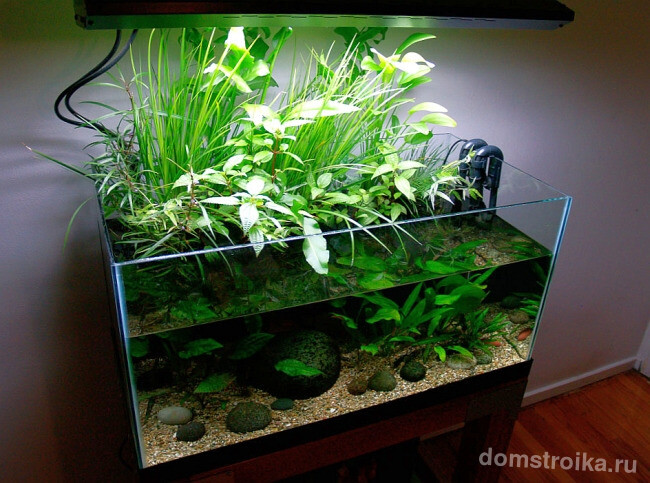 Один из способов ыращивания спатифиллума в помещении: в воде аквариума под лампой