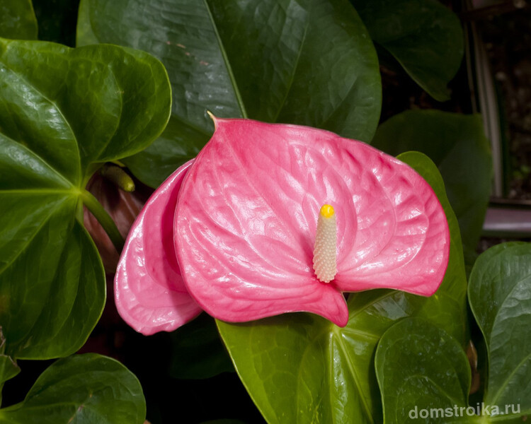 Очень красивый цветок нежного розового цвета станет украшением дома