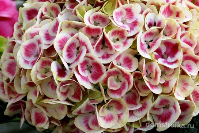 Цветы гортензии - нежные и сказочно красивые