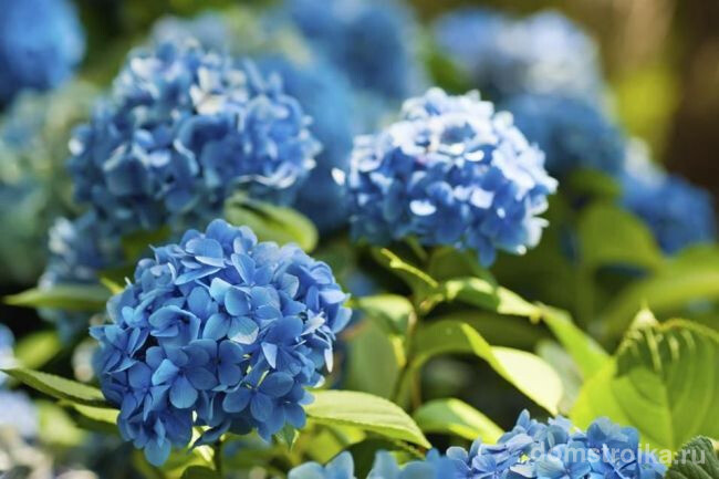 Нежные голубые соцветия гортензии