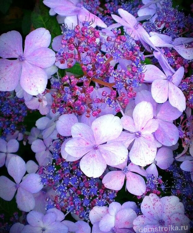 Гортензия Саржента - сказочный цветок удивительной красоты