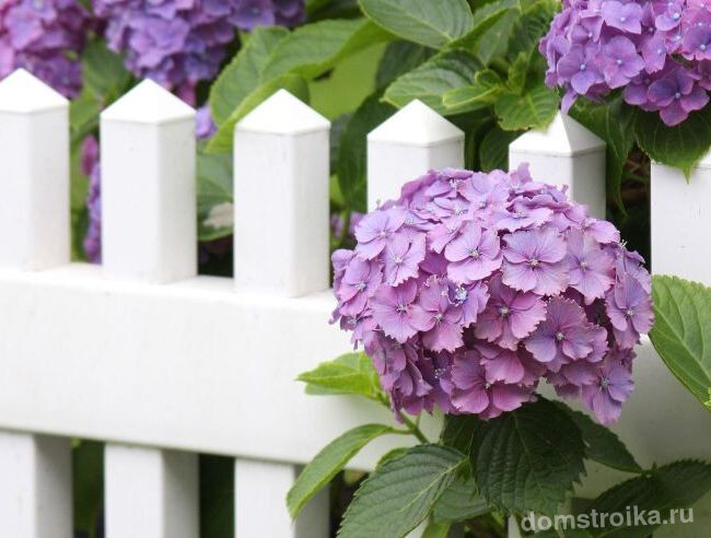 Белый забор подчеркивает сочность фиолетового цветка