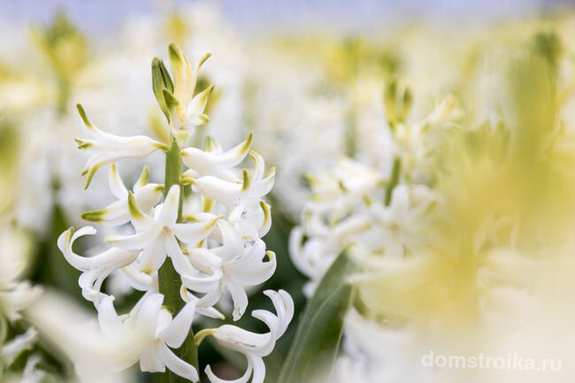 Нежно белые цветы гиацинта