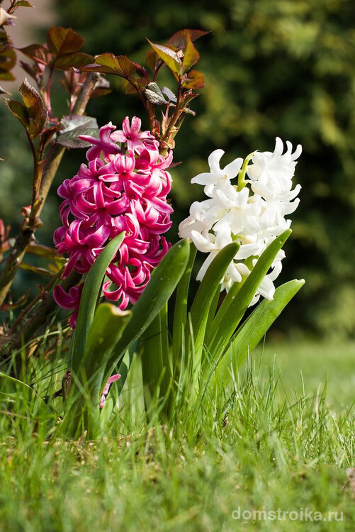 Гиацинт - одно из самых популярных растений для домашней выгонки