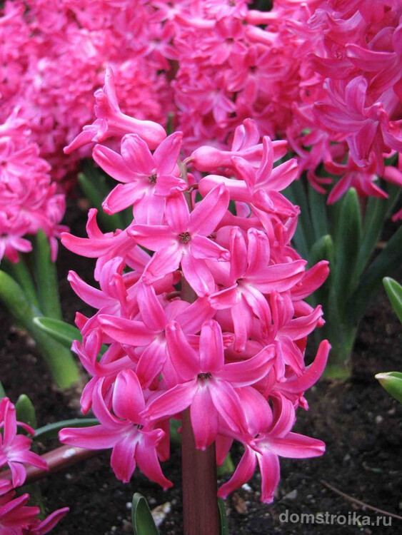 Цветки гиацинта характеризируются интенсивным запахом