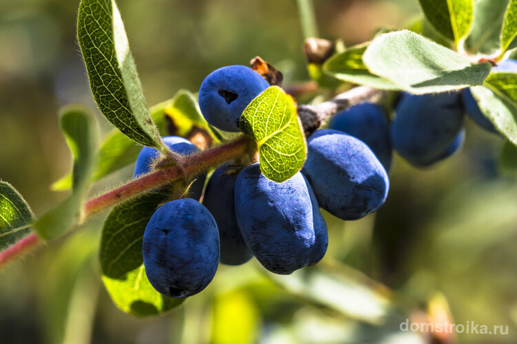 Съедобные синие плоды