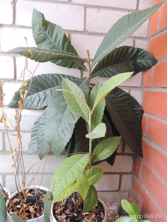 Необычное растение с крупными листьями