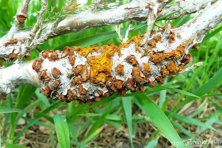 Одна из опасных болезней этого растения - ржавчина груши "Gymnosporangium sabinae".Если замечена такая болезнь, побеги необходимо удалить