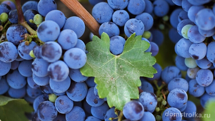 Виноград «Альфа» имеет большую урожайность