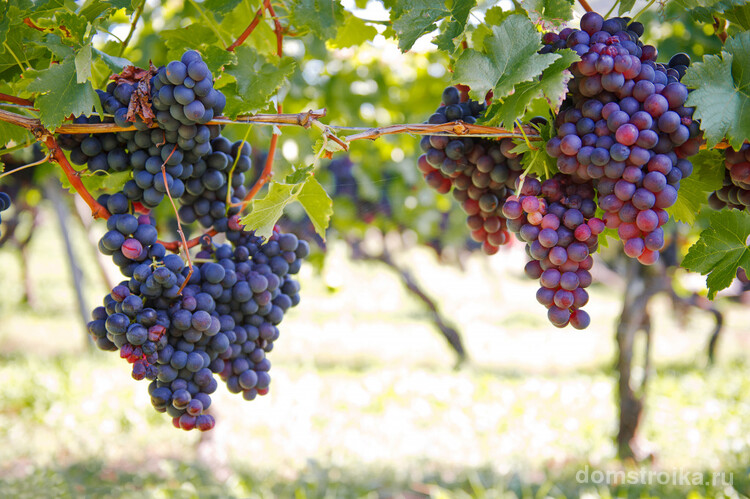 Ягоды винограда – мощнейший натуральный антиоксидант