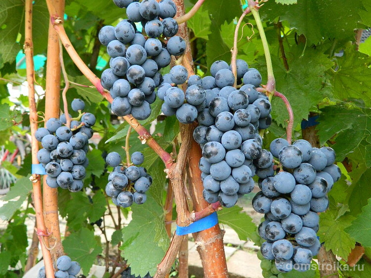 Неукрывной виноград успешно используется для приготовления домашних вин, соков и компотов