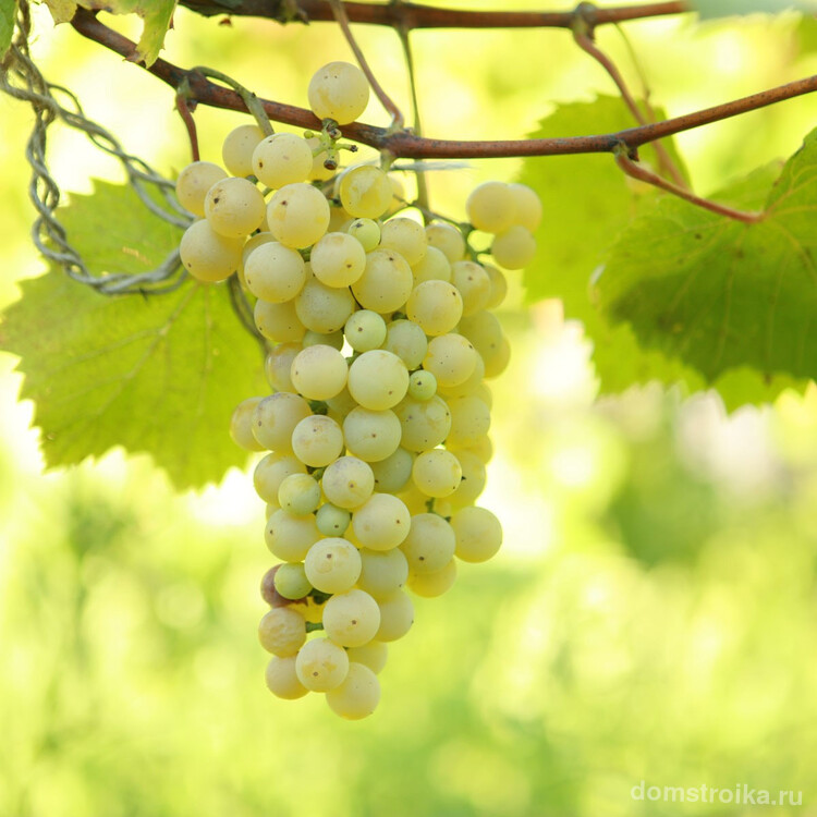 Неукрывной виноград для Подмосковья: Ягоды винограда «Кэй Грэй» с прекрасным вкусом и ароматом