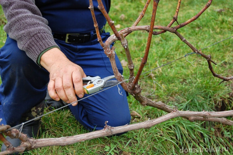 Весной необходимо проводить своевременную обрезку винограда