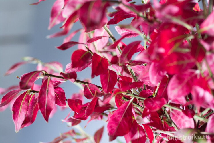 Бересклет с розовыми листьями смотрится просто восхитительно
