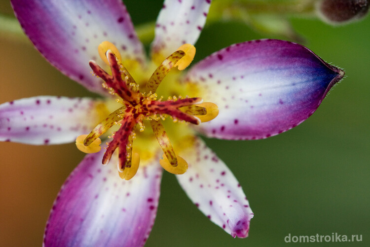 Трициртис, также известен под названиями "садовая орхидея" и "жабья лилия"