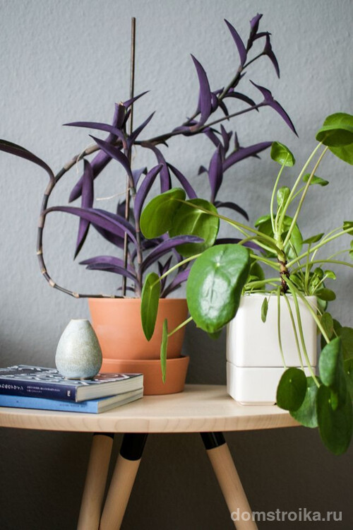 Сделайте свою квартиру более стильной и комфортабельной украсив ее живыми растениями