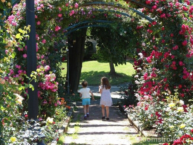 Плетистые розы пользуются особым успехом при оформлении заборов, декоративных колонн и всевозможных арок