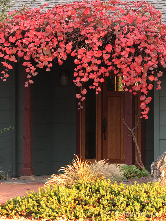 Калифорнийский дикий виноград сорта "Roger's Red", оплетающий крыльцо