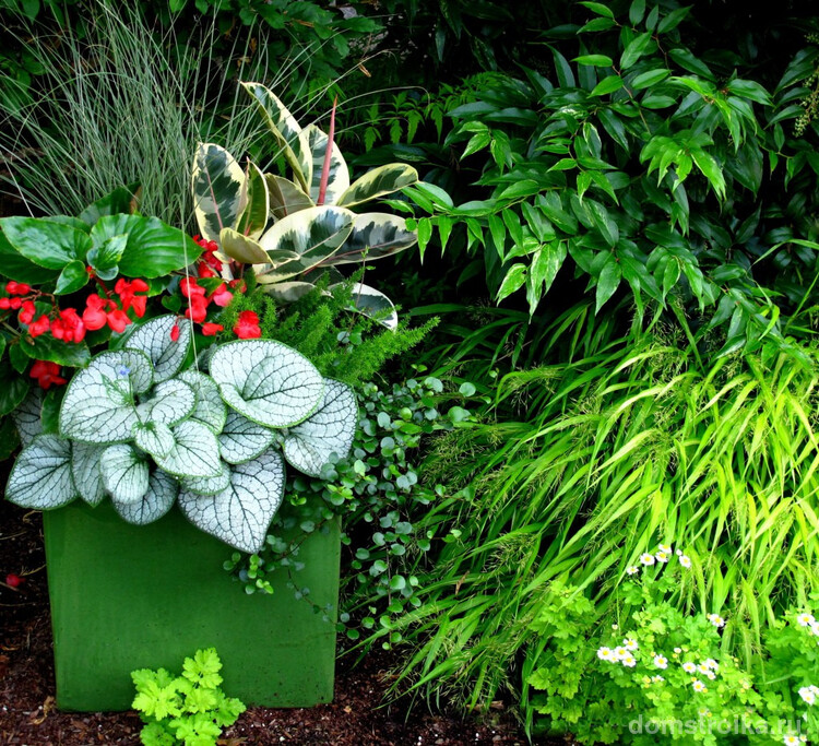 Строманта будет великолепно смотреться среди других растений вашего ландшафта