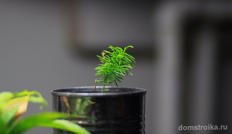 Посадить комнатный аспарагус можно из семян