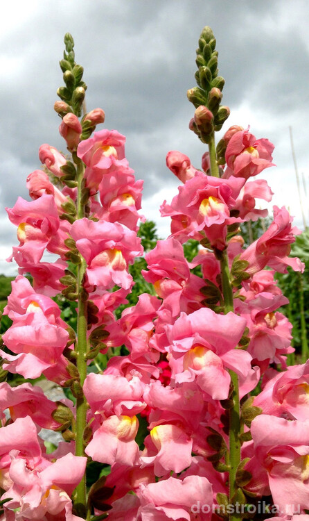 Умеренный полив и своевременная обработка от вредителей обеспечат роскошное цветение антирринумов