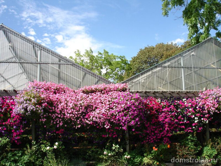 Цветочный забор из петунии