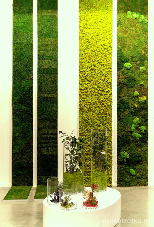 Вертикальное озеленение в квартире с использованием мха