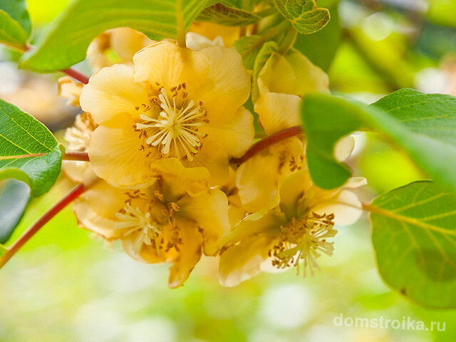 В период цветения актинидия густо порывается нежными бархатными бутонами , распространяя тонкий аромат