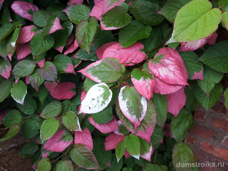 Листья коломикты в первую половину лета приобретают белые и светло-розовые оттенки и пятна, иногда густеющие до ярко-малиновых