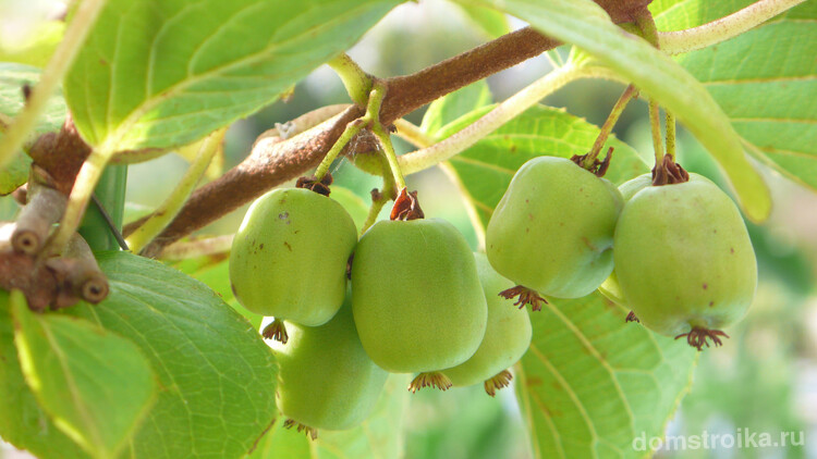 Признательность у садоводов-любителей актинидия получила за хорошее качество своих съедобных плодов-ягод, вкусных, нежных и питательных