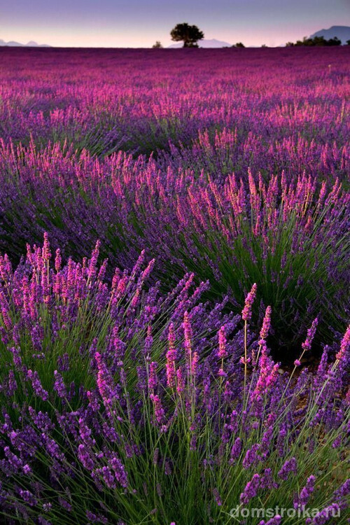 Лавандовое поле, Прованс, Франция
