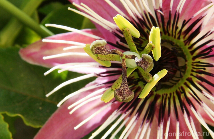 Уникальная лиана пассифлора (100 фото): выращивание, уход, размножение