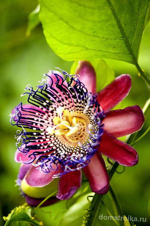 Не зря название растения переводится как Цветок страсти - он манит и искушает своим необыкновенным видом