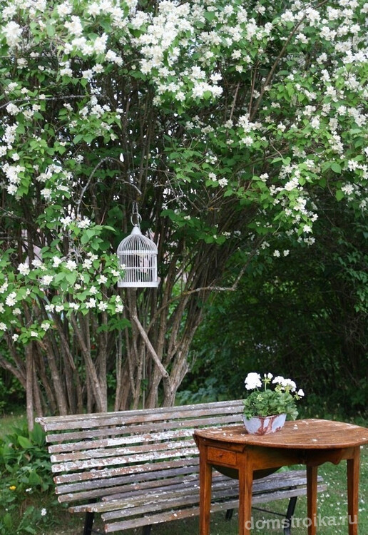 Кустарник жасмин. Белые цветы чубушника и винтажные аксессуары - отличный способ внести в дизайн вашего участка нотки стиля шебби-шик