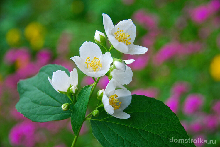 Кустарник жасмин.  Знакомый всем нам "садовый жасмин" - нежные белые цветы, источающие сильный теплый сладкий аромат