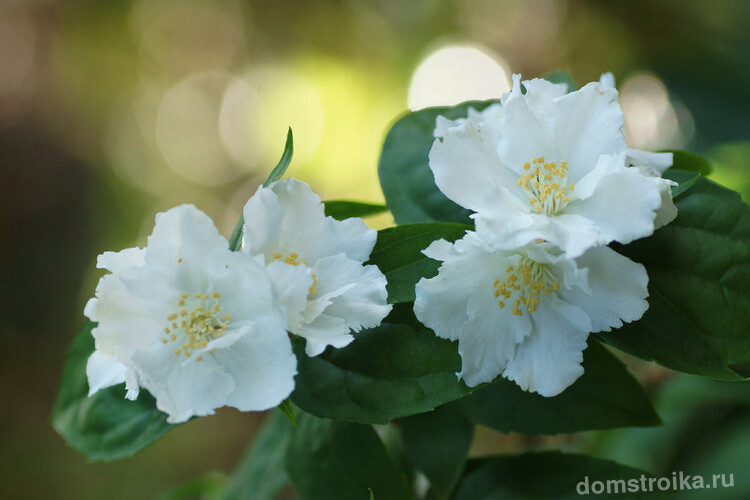 Кустарник жасмин. Продолжительно цветущий сорт чубушника "Manteau d'Hermine" ("горностаевая мантия") поражает красотой белых махровых цветов
