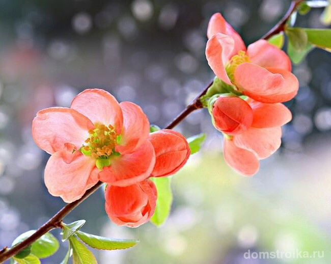 Нежные цветки персикового цвета - прекрасное украшение сада весной