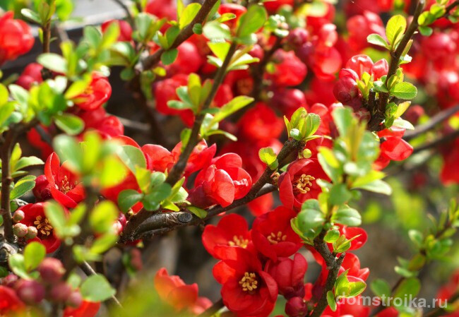 Насыщенно красные цветы на японской айве способны порадовать хозяев этих прекрасных кустарников